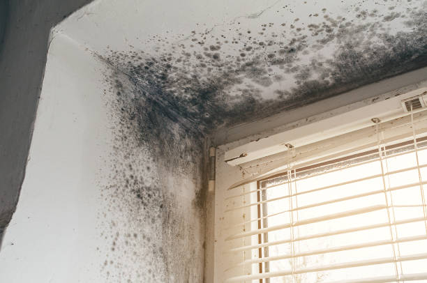 Affordable Mold Cleanup solutions in Saxton, PA