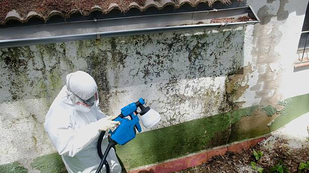 Top rated local Mold Cleanup specialists in Saxton, PA